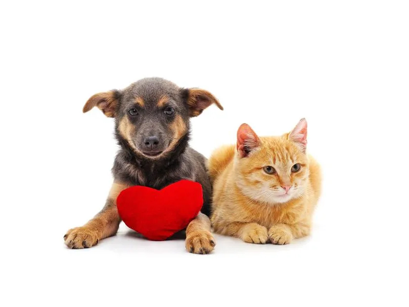 What to do if your furry 